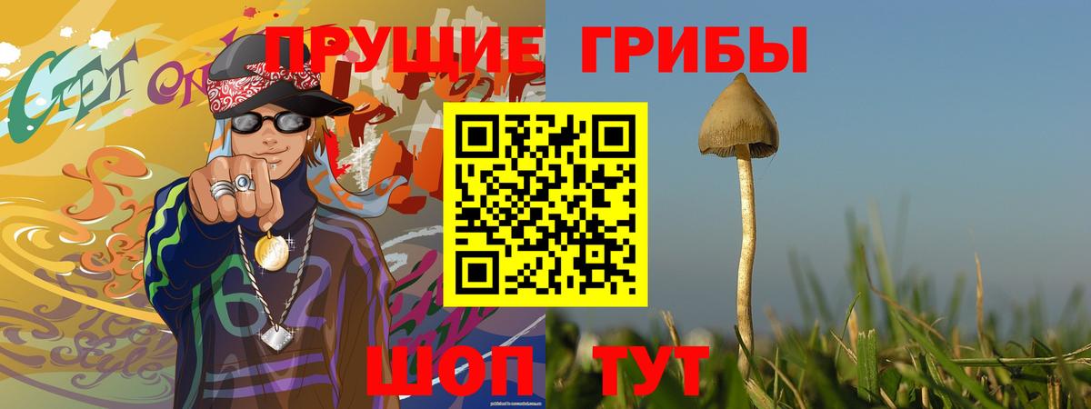 Псилоцибиновые грибы мицелий  что такое   Вход с VPN  Рославль  Псилоцибиновые грибы Psilocybe 